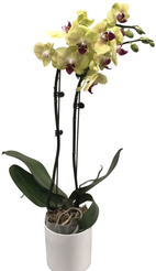 Фаленопсис Лардж Еллоу 2 ст d12