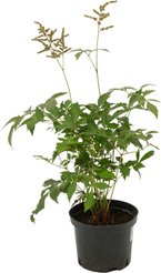 Астильба японская Peach Blossom С2