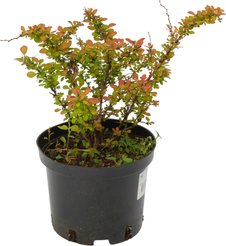 Барбарис Тунберга Sunsation С2 h10-20см