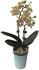 Фаленопсис Сенд Касл 2 ст d9