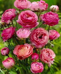 Корень клубневидный Ранункулюс Розовый 10шт