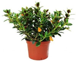 Нематантус D9 H10-20см