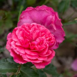 Роза плетистая Розариум Ютерсен в тубе