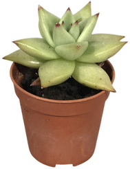 Эхеверия Дак Лайн d5