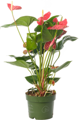 Антуриум Ред d17 h60