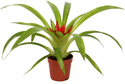 Гузмания Темро d9 h20-25