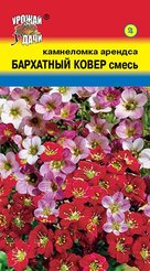 Семена Камнеломка Бархатный ковер смесь арендса 0,01г