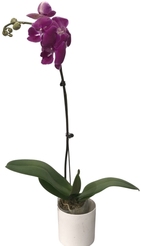 Фаленопсис Грейт Ред Игл 1 ст d9