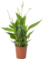 Спатифиллум Алана d12 h45