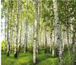 Фотообои Vostorg Collection А055 Березовая роща 294х260 12л
