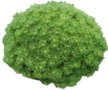 Сосна черная Globosa С2 h20-30см