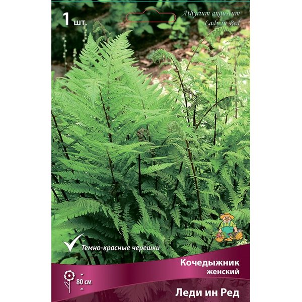 Кочедыжник женский 'Frizelliae' (Athyrium f.-f. 'Frizelliae')