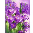 Фотообои Vostorg Collection А003 Крокусы 196х260 8л