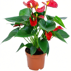 Антуриум Ред d14 h50