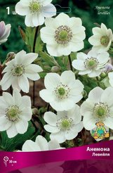 Клубень Анемона Левейля 1шт