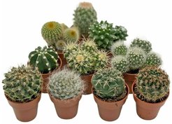 Кактус Микс шар d5