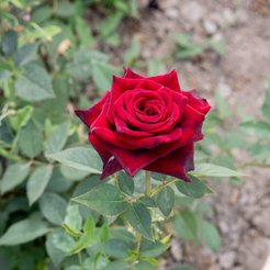 Роза чайно-гибридная Блэк Баккара (в тубе)