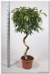 Фикус Bin Amstel King d27 h165