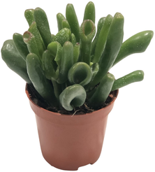 Крассула Овата Хоббит d5