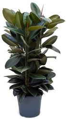 Фикус Эластика Робуста d27 h120