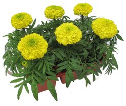 Рассада Тагетес мелкоцветковый (бархатцы), кассета 6шт