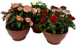 Роза Кордана D22 H38,5