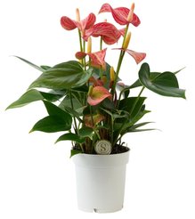 Антуриум Ливиум Ред d9 h20