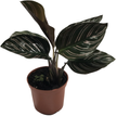 Калатея Орната d7