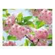 Фотопанно OVK Design 250137 3,75x2,8м Цветы