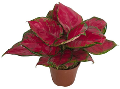 Аглаонема Ред Руи d12