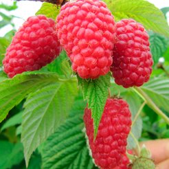 Саженец Малина ремонтантная Геракл в С2