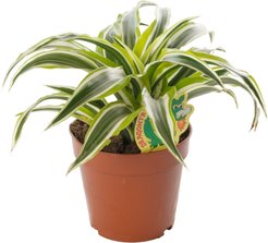 Драцена фрагранс Драгон Микс d12