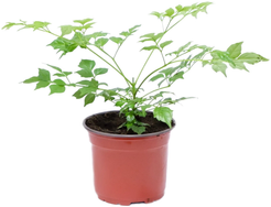 Растение Радермахера d12