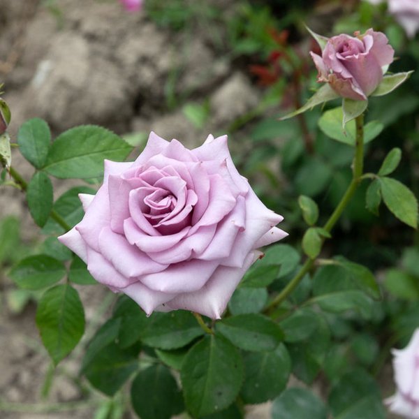 Роза чайно-гибридная сорт Блю Мун (в тубе)