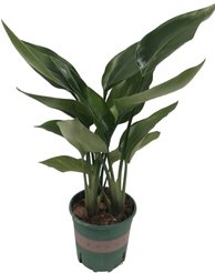 Стрелиция Регина d12 в асс.