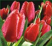 Фотообои Vostorg Collection А004 Весеннее настроение 294х260 12л