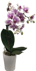 Фаленопсис Пинк Даймонд 2 ст d12