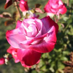 Роза чайно-гибридная Paradise C3