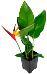 Стрелиция Регина с искусcтвенным цветком d16