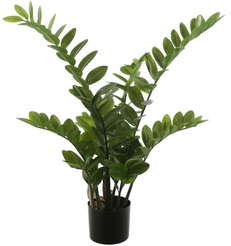 Замиокулькас d17