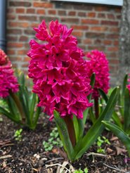 Луковица Гиацинт Ян Бос (3шт)