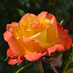 Роза 3G чайно-гибридная (в тубе)