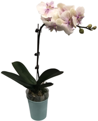 Фаленопсис Годлесс Оф Зе Форест 1 ст d9