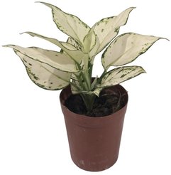 Аглаонема Супер Вайт d9