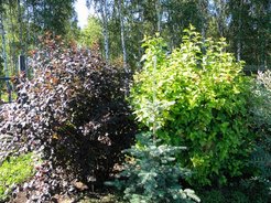 Пузыреплодник калинолистный микс сортов С1,6