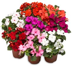 Рассада Бальзамин Уоллера, кассета 6шт