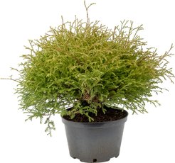 Туя западная Mr Bowling Ball C4 25-30
