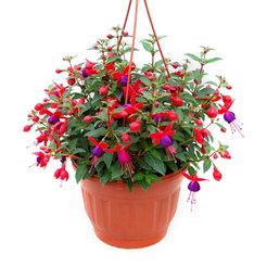 Фуксия в кашпо подвесном d19см