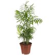 Хамедорея Elegans d17 h55