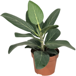 Фикус Бенгаленсис Одри d12